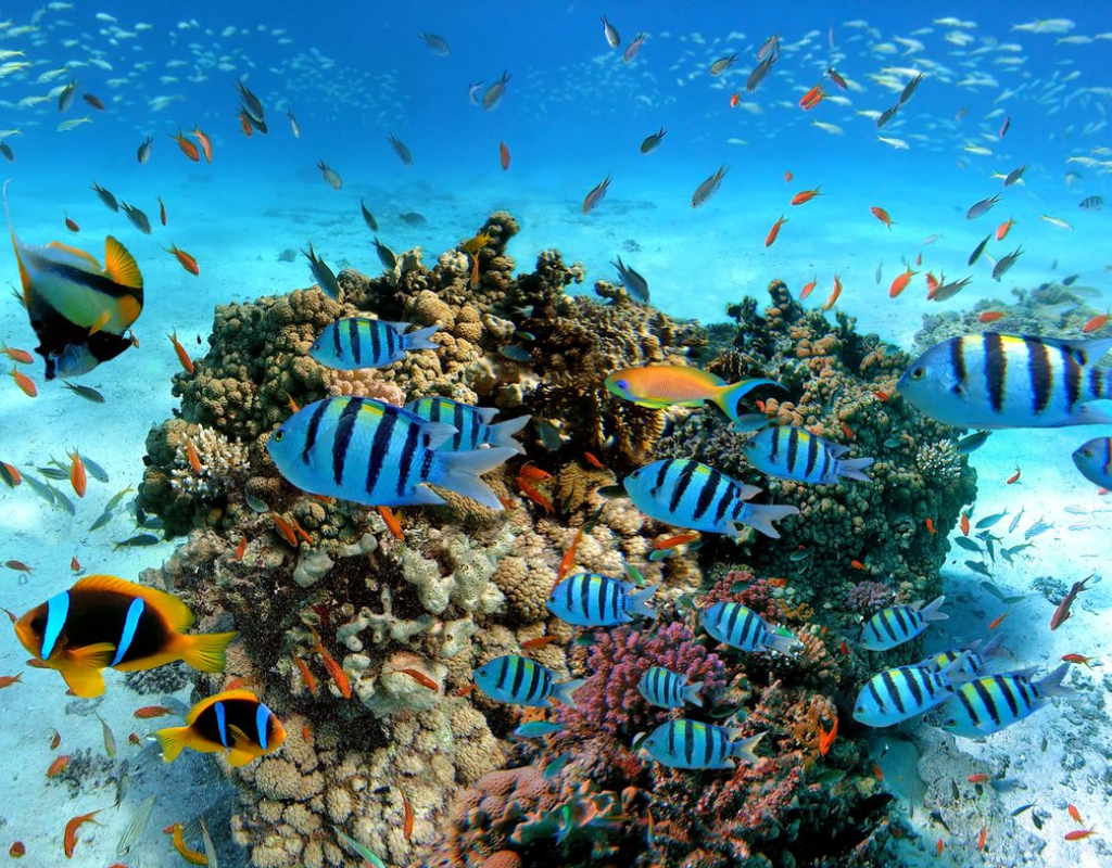 Mar Rosso – Sharm El Sheikh in Singola Gratis