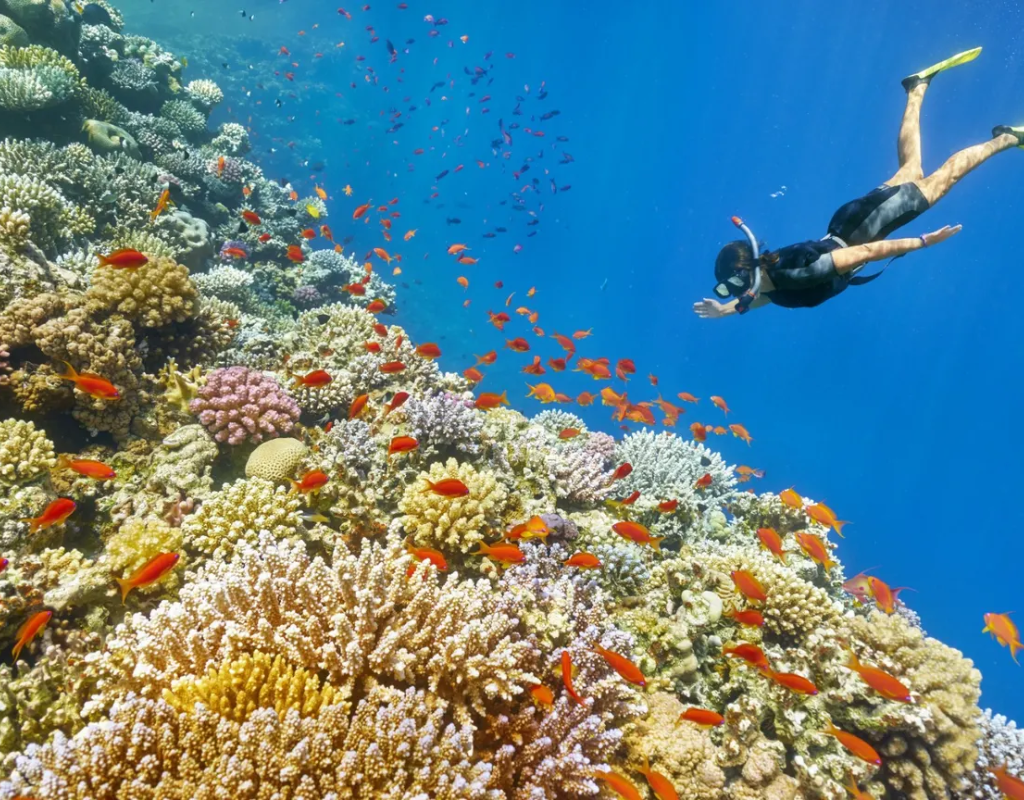 Mar Rosso – Sharm El Sheikh in Singola Gratis