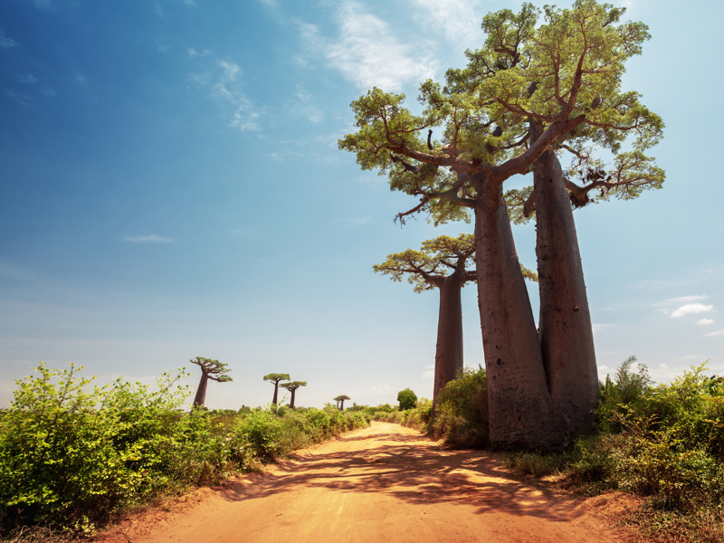Madagascar: un viaggio nell'isola delle meraviglie