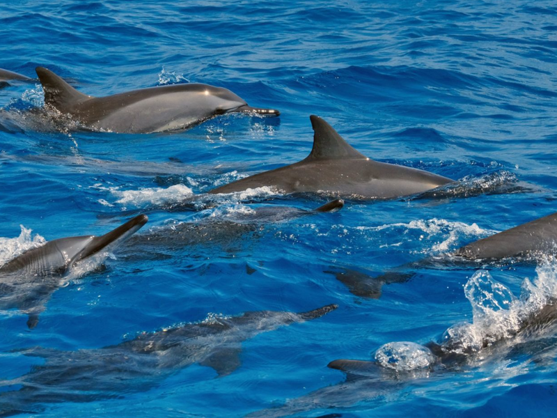 Madagascar: un viaggio nell'isola delle meraviglie