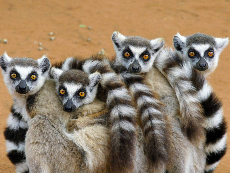 Madagascar: un viaggio nell'isola delle meraviglie