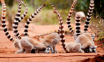 Madagascar: un viaggio nell'isola delle meraviglie