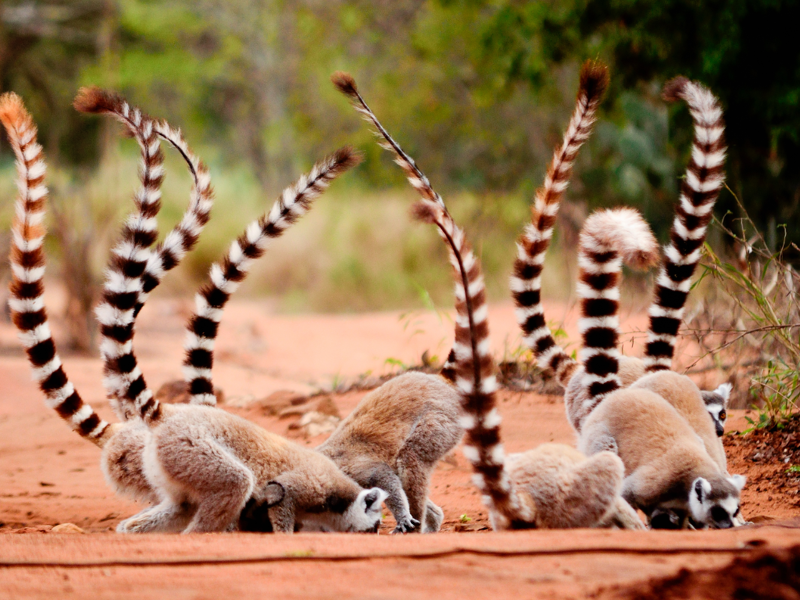 Madagascar: un viaggio nell'isola delle meraviglie