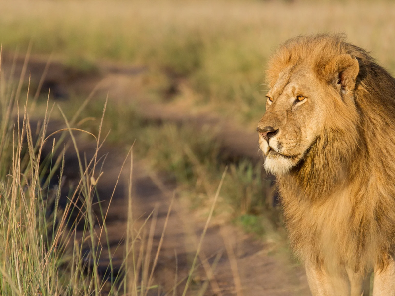 Kenya: spiagge di Watamu e colori della natura