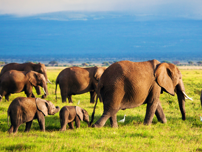 Kenya: spiagge di Watamu e colori della natura