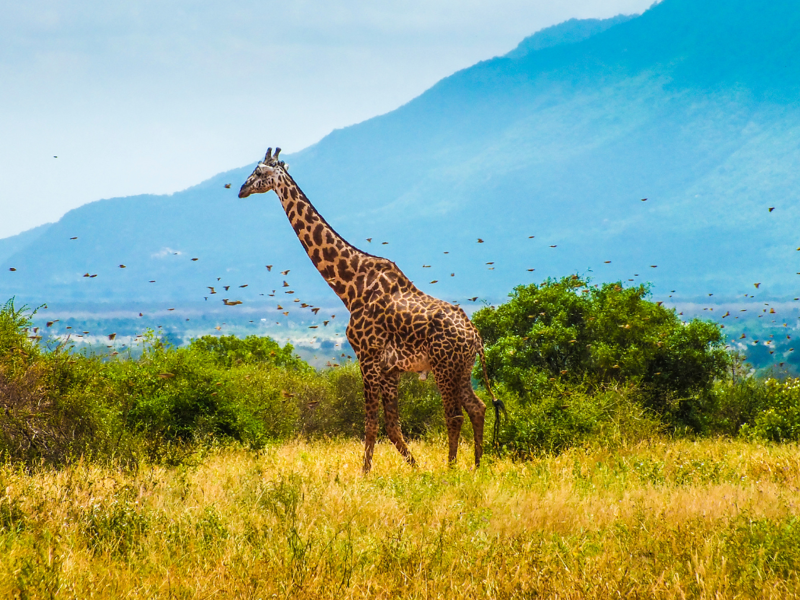 Kenya: spiagge di Watamu e colori della natura