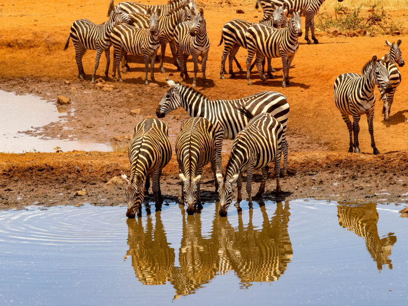 Kenya: spiagge di Watamu e colori della natura
