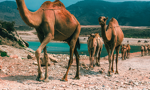 Ponte dell'Immacolata in Oman: nel cuore d'Oriente