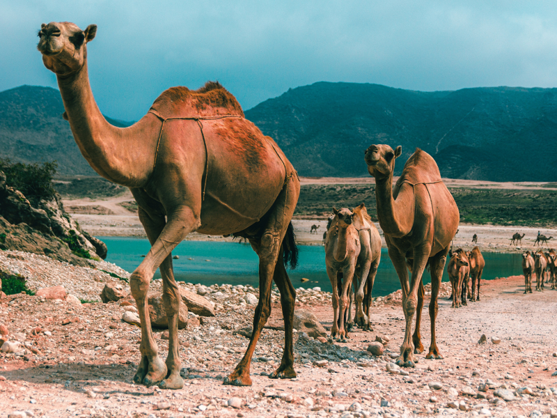 Ponte dell'Immacolata in Oman: nel cuore d'Oriente