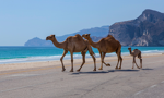 Ponte dell'Immacolata in Oman: nel cuore d'Oriente