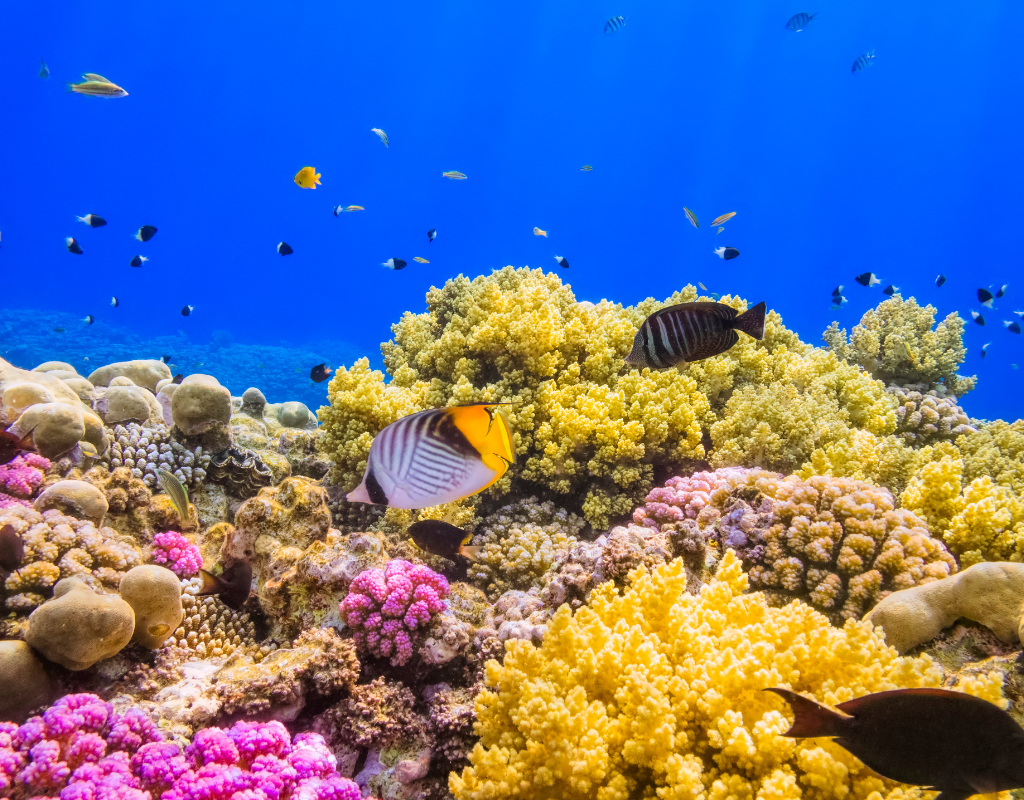 Mar Rosso – Sharm El Sheikh in Singola Gratis